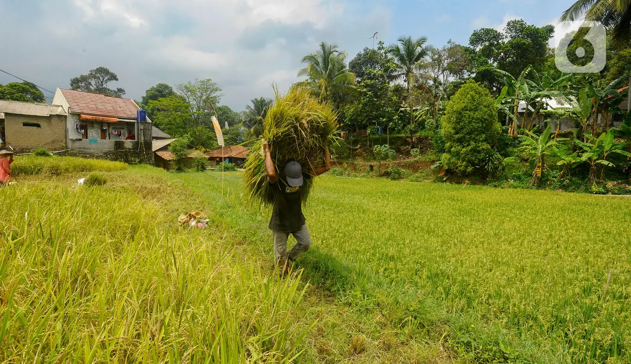 Petani  saat panen padi jenis Pandanwangi di Desa Sukamakmur, Bogor, Jawa Barat, Minggu (5/11/2023). (merdeka.com/Arie Basuki)