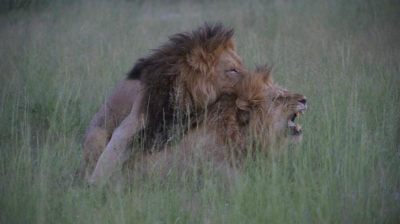 Foto singa di Botswana yang sempat mengegerkan netizen (Nicole Cambré).