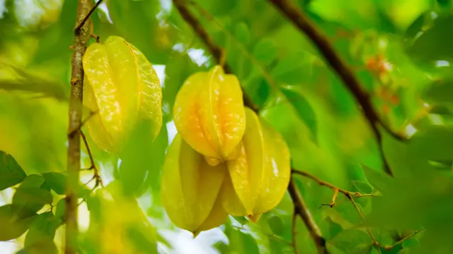 [Bintang] Belimbing, Buah Lezat yang Punya Khasiat Ajaib