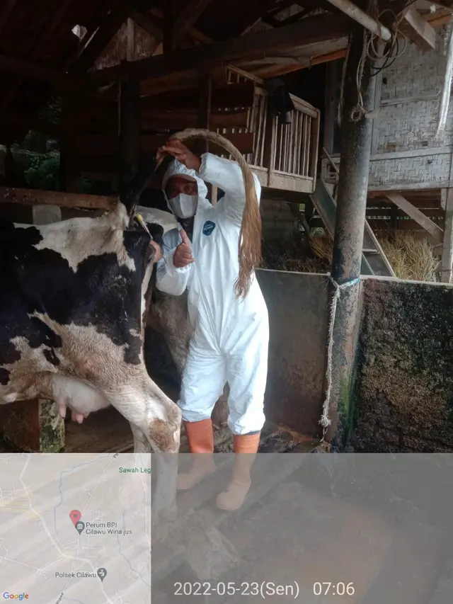 Para petugas Diskanak Garut, Jawa Barat tengah melakukan pengecekan kesehatan sapi yang terjangkit wabah Penyakit Mulut Kuku (PMK). (Liputan6.com/Jayadi Supriadin)