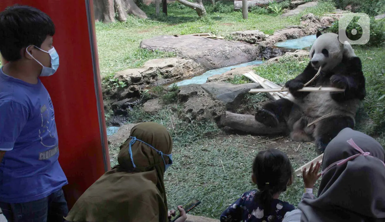 Pengunjung menyaksikan giant panda di Istana Panda Taman Safari Indonesia, Cisarua, Kabupaten Bogor, Jawa Barat, Sabtu (26/9/2020). Kunjungan wisatawan ke kawasan wisata Puncak dan sekitarnya turun 40-50 persen akibat terdampak pandemi COVID-19 dan PSBB DKI Jakarta. (merdeka.com/Arie Basuki)