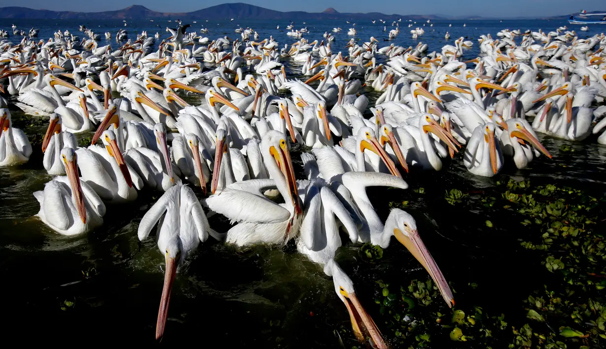 Kawanan pelikan putih, salah satu burung terbesar dari Kanada dan Amerika Serikat, terlihat di pantai laguna Chapala di Cojumatlan, Meksiko pada 28 Januari 2020. Pelikan putih melakukan perjalanan ribuan kilometer bermigrasi dari suhu rendah Amerika Utara. (Photo by ULISES RUIZ / AFP)