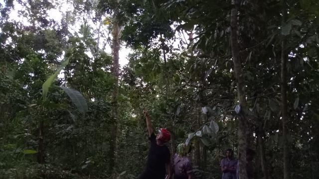 Download 720 Koleksi Gambar Durian Runtuh Terbaru HD