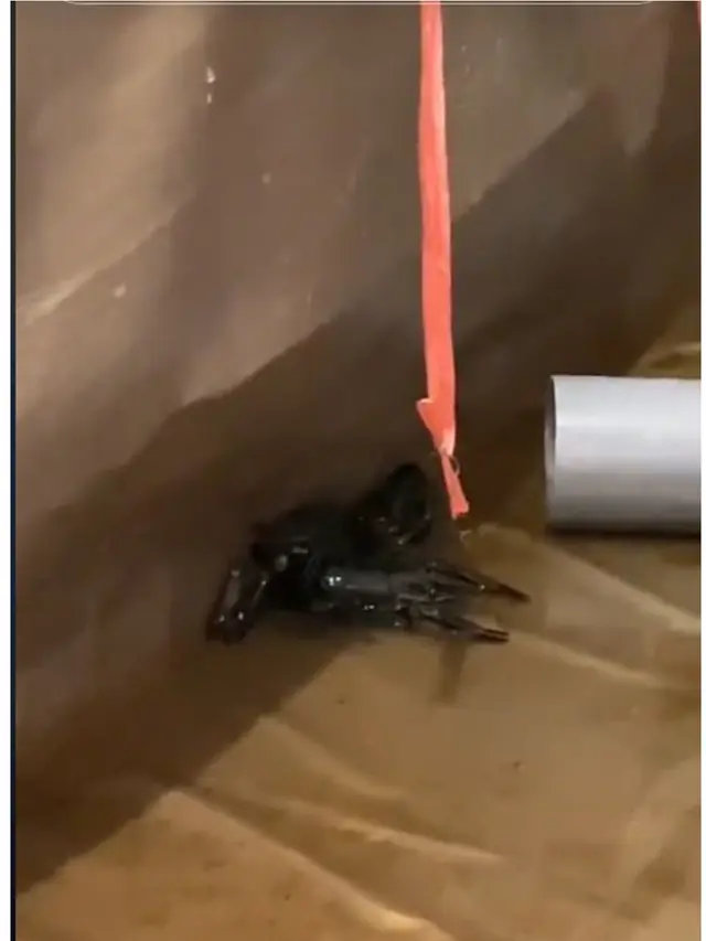 Pemilik Kos Syok Temukan Budidaya Lobster di Kamar Penyewa yang Nunggak 2 Bulan