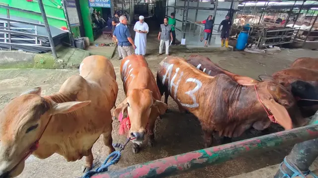 Salah satu lapak hewan kurban yang berada di wilayah Pancoran Mas, Depok.