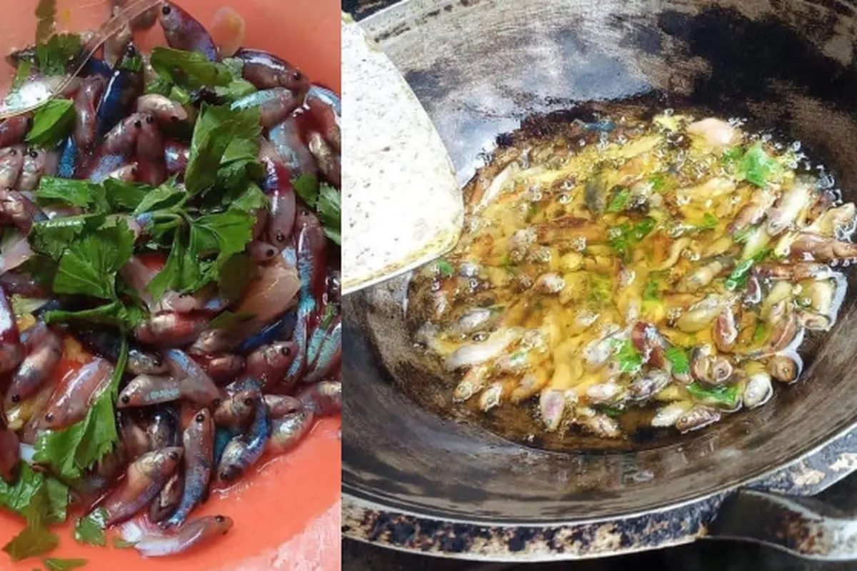 Ikan cupang digoreng