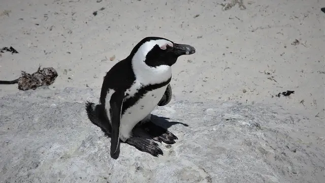 Penguin Jackass