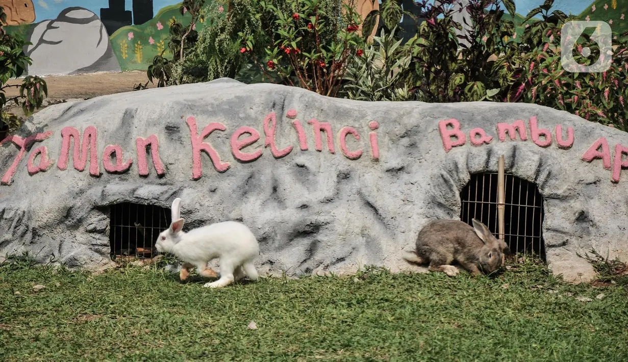 Kelinci berkeliaran di Taman Kelinci Bambu Apus, Pusat Pelayanan Kesehatan Hewan dan Peternakan (Pusyankeswannak), Cipayung, Jakarta Timur, Kamis (30/6/2022). Taman Kelinci Bambu Apus dibuka setiap hari mulai pukul 08.00-16.00 WIB. (Liputan6.com/Iqbal S Nugroho)