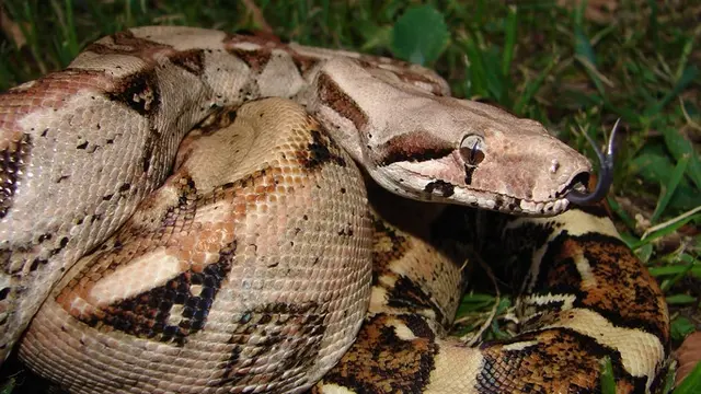 Common Boa (Boa konstriktor)