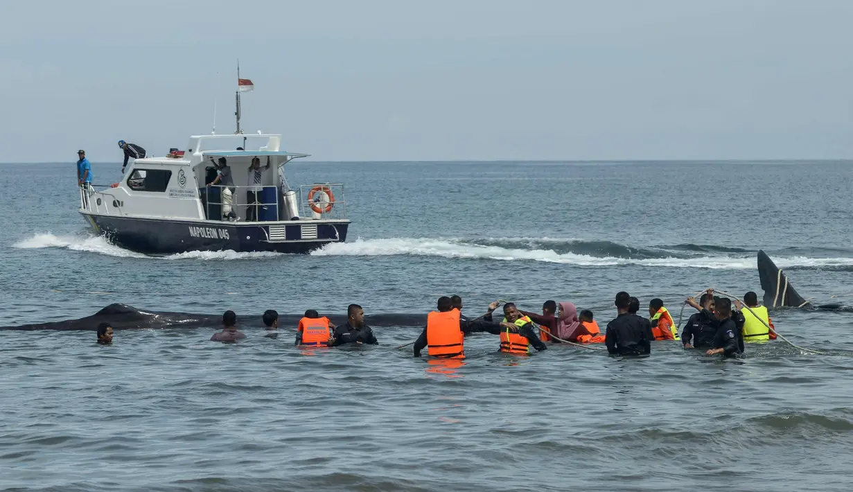 Petugas dari Badan Pelestarian Alam (BKSDA) dan aktivis lingkungan membantu mengevakuasi sembilan Paus Sperma yang terdampar di Pantai Ujung Kareng, Aceh Besar, Aceh, Senin (13/11). (AFP Photo/Chaideer Mahyuddin)