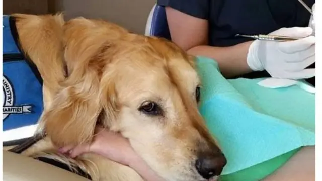 Anjing golden retriever, Jo Jo, menjalankan tugasnya sebagai perawat dokter gigi.
