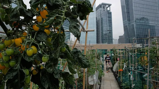 Warga Hong Kong Panen Buah dan Sayur di Atap Gedung Pencakar Langit