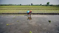 Seorang petani menanam bibit padi di Sidoarjo, Jawa Timur, Rabu 3 Juni 2026. (JUNI KRISWANTO/AFP)
