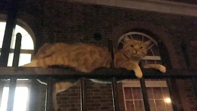 Ajaib, Kucing Ini Selamat Setelah Tertusuk 3 Tiang Pagar Besi