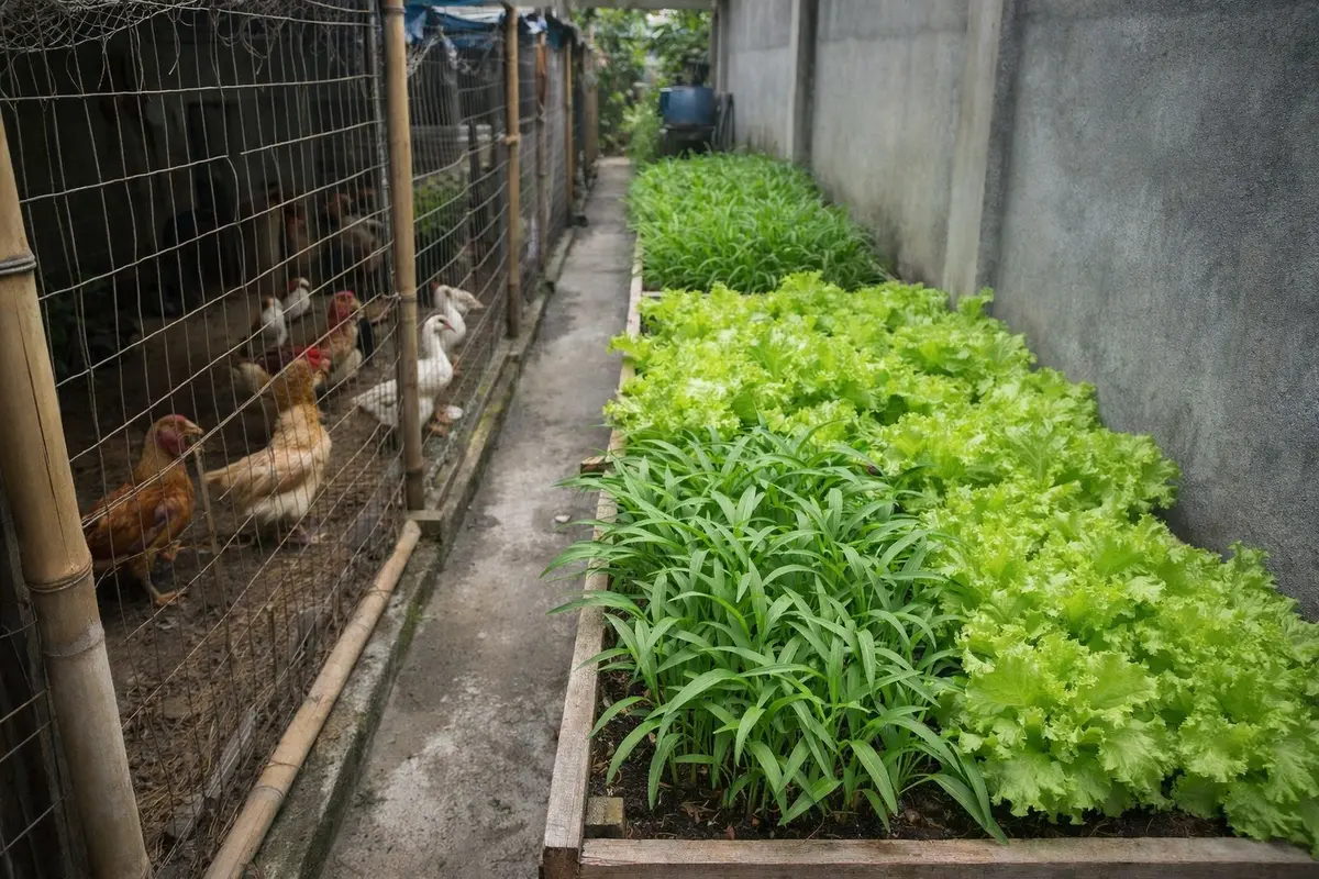 Cara Maksimalkan Gang 1 Meter untuk Ternak dan Tanam Sayur (Foto:ChatGPT)