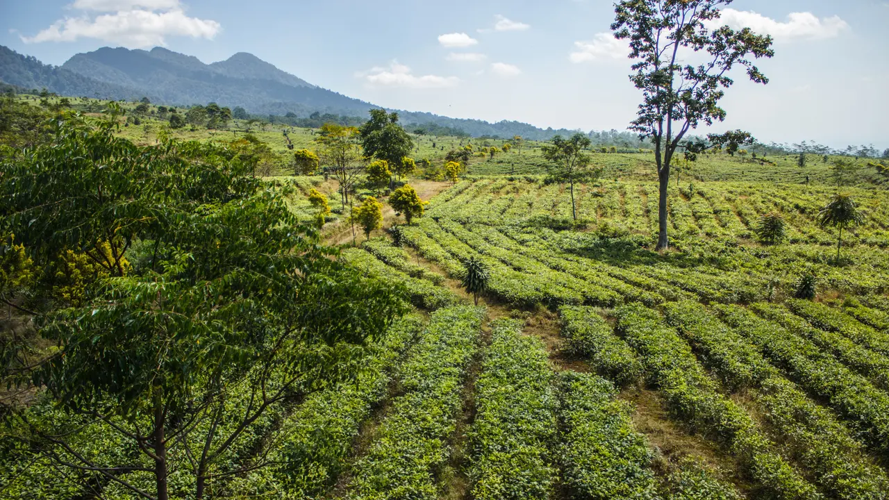 Kebun Ciater