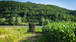 Sisa-sisa hangus batang pohon yang dijadikan alas patung kayu Melania Trump terlihat di lapangan dekat kota Sevnica, Slovenia, Selasa (7/7/2020). Patung yang mendapat tanggapan beragam dari publik itu dibakar oleh pelaku tak dikenal pada 5 Juli 2020, setahun setelah peresmiannya. (Jure Makovec/AFP)