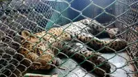 Polisi dan petugas kehutanan India berhasil menangkap macan tutul yang sebelumnya berkeliaran di pabrik manufaktur (AFP)