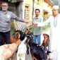 Kambing-kambing ini ditahan dan dikurung selama kurang lebih satu tahun karena memakan rumput dan dedaunan pohon di pekuburan kota Barishal pada 6 Desember tahun lalu. (Sumber foto: UNB)