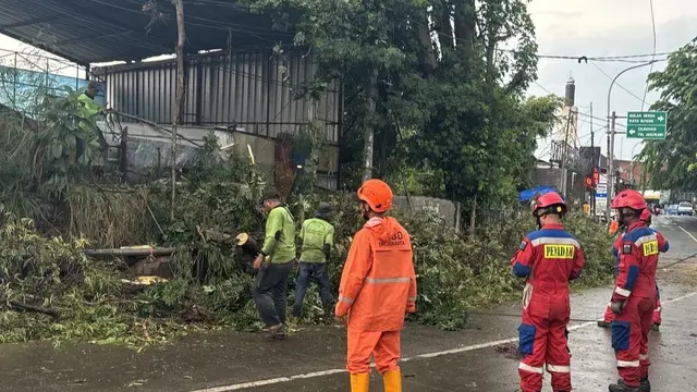 Badan Penanggulangan Bencana Daerah (BPBD) Jakarta, melaporkan ada dua kejadian pohon tumbang usai wilayah DKI Jakarta dan sekitarnya dilanda hujan dan angin kencang.