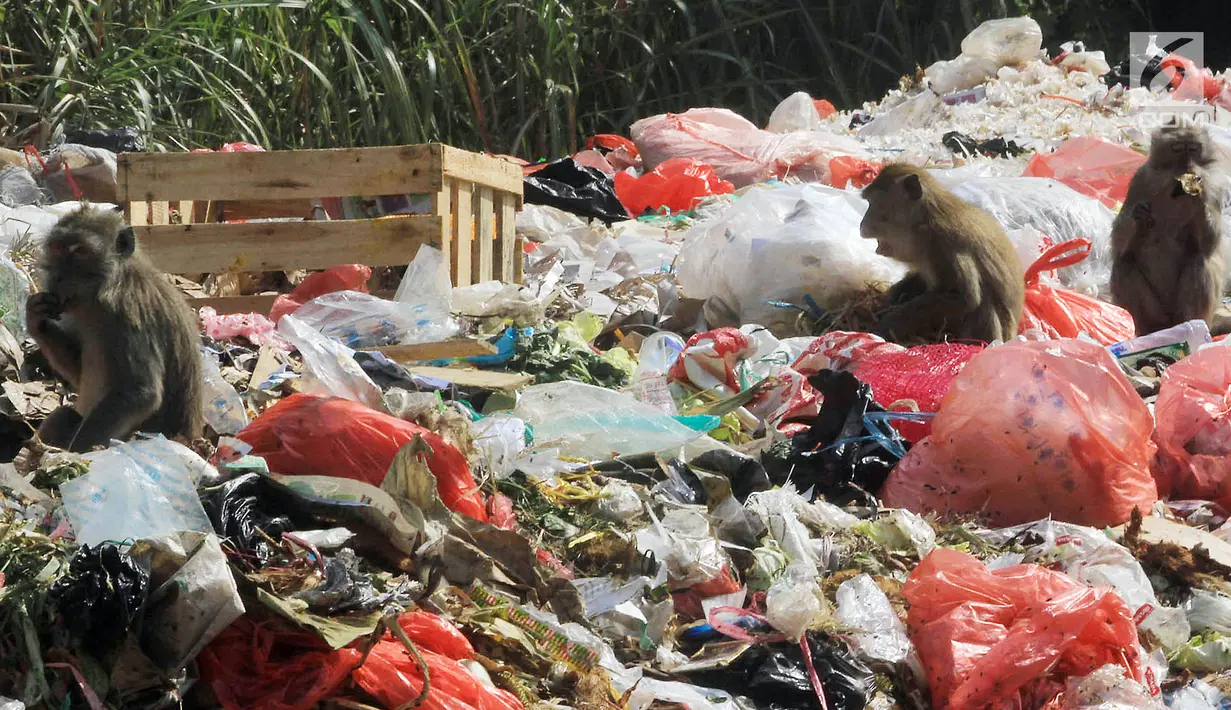 Monyet liar memakan sisa makanan diatas meja kios di pasar Ciampea Baru,Bogor Selasa (07/08). (Merdeka.com/Arie Basuki)