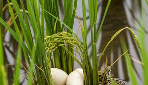 Bentuk Telur Ular Sawah (AI)