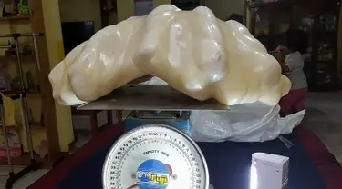 Mutiara dengan panjang 67 cm dan lebar 30 cm ini memiliki berat 34 kg menjadikannya sebagai mutiara terbesar di dunia. Mutiara ini ditemukan di perairan Pulau Palawan, Filipina (23/8). (AFP PHOTO/ Puerto Princesa Provincial Tourism Office)