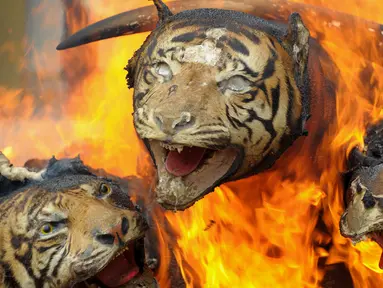  Harimau Sumatera yang diawetkan dibakar oleh Badan Konservasi Alam Aceh (BKSDA) di Aceh (23/5). Kementerian Kehutanan Indonesia memusnahkan barang bukti perdagangan satwa liar sebagai kampanye melawan perburuan Ilegal. (AFP/Chaideer Mahyuddin)