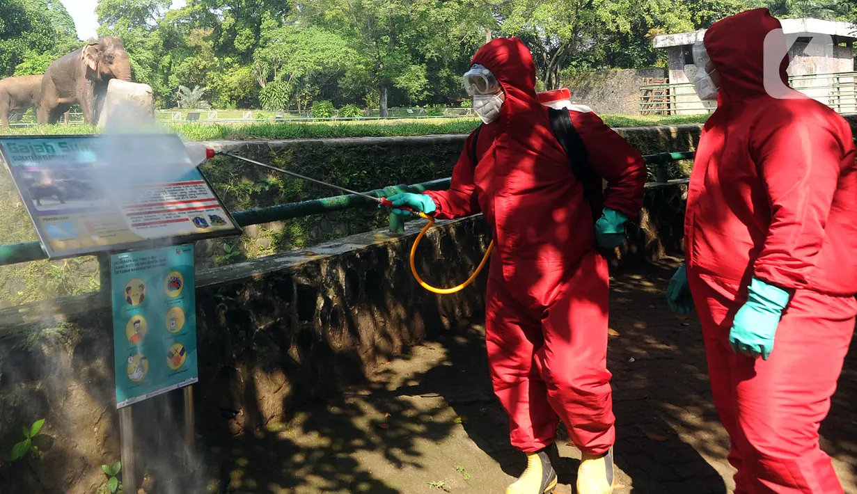 Petugas pemadam kebakaran Sudin Jaksel melakukan penyemprotan disinfektan di sekitar kandang gajah di Kebun Bintang Ragunan, Jakarta, Rabu (17/6/2020). Penyemprotan dilakukan jelang pembukaan kembali Kebun Binatang Ragunan untuk umum pada 20 Juni mendatang. (merdeka.com/Arie Basuki)