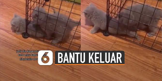 VIDEO: Gemes, Momen Kucing Berusaha Kabur dari Kandang