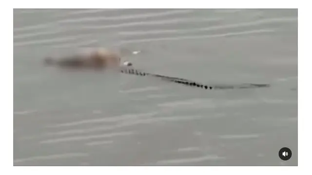 Viral Seekor Buaya 'Antar' Jasad Balita di Sungai Mahakam, Ini Kronologisnya