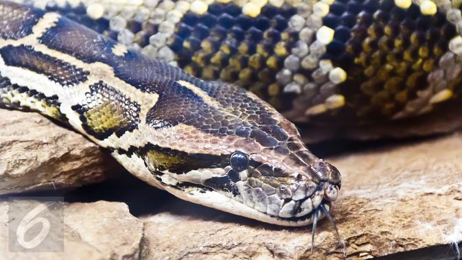 Unggah Gambar 'Ular Raksasa Penyebab Gempa Bumi', Pria China Diringkus