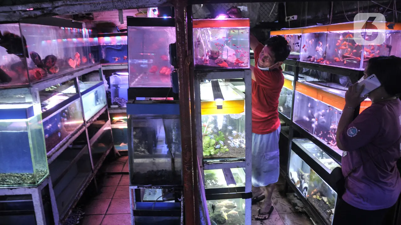 Daftar Ikan Hias Termahal di Dunia, Harga Sampai Ratusan Juta
