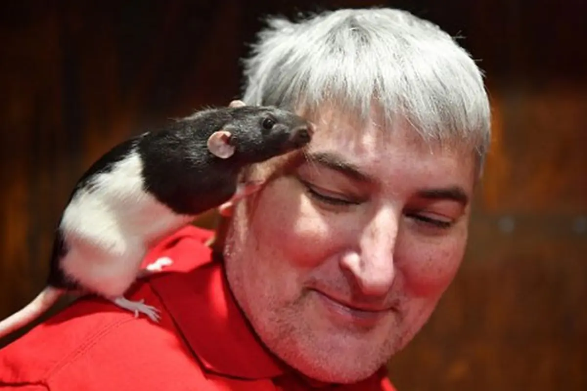 Tikus bernama Charlotte sedang bersandar di wajah pengunjung The Rat Cafe di San Francisco (AFP)