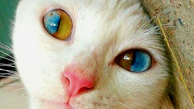 Top 3 Deretan Potret Super Unik Hewan Di Dunia Citizen6 Liputan6 Com Gambar gif gambar hewan gambar kata kata gambar lucu gambar mobil. top 3 deretan potret super unik hewan