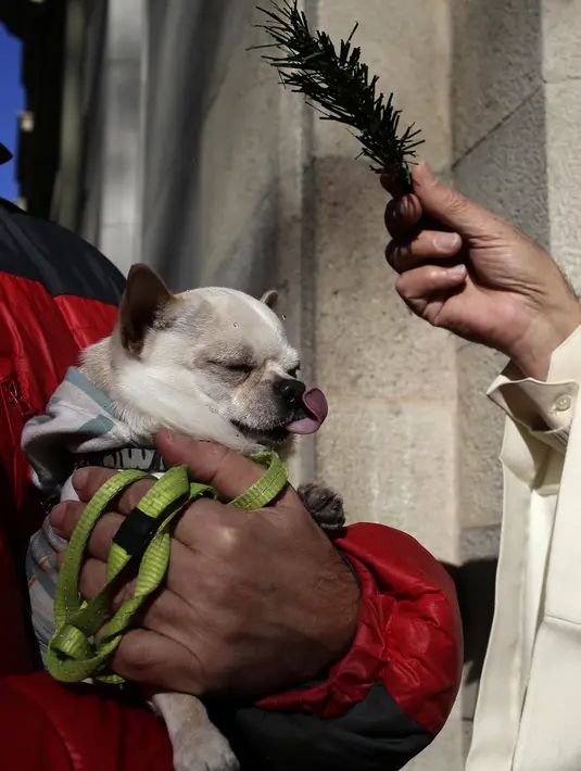 Seorang pendeta memberkati anjing saat upacara Saint Anthony di Madrid, Spanyol, Selasa (17/1). Saint Anthony adalah orang suci yang dianggap sebagai pelindung hewan di Gereja Katolik. (AP Photo / Daniel Ochoa de Olza)