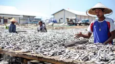 Pekerja mengeringkan ikan asin di wilayah kampung nelayan Muara Angke, Jakarta, Senin (3/8/2015). Musim kemarau membuat produksi ikan asin di daerah tersebut meningkat 50 persen. (Liputan6.com/Faizal Fanani)