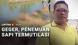 Enam Potongan Tubuh Sapi Ditemukan Berserakan di Pinggir Sungai