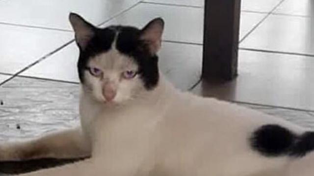 8 Motif Bulu Kucing Hitam Putih Ini Unik Banget, Bikin Senyum Sendiri