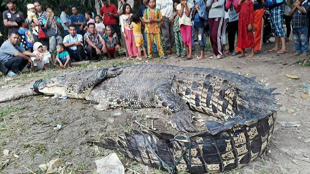 Konflik manusia dengan buaya