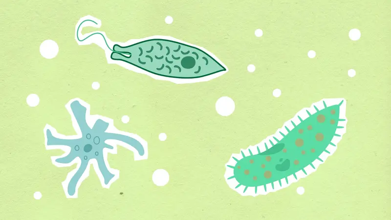 Ilustrasi Protozoa