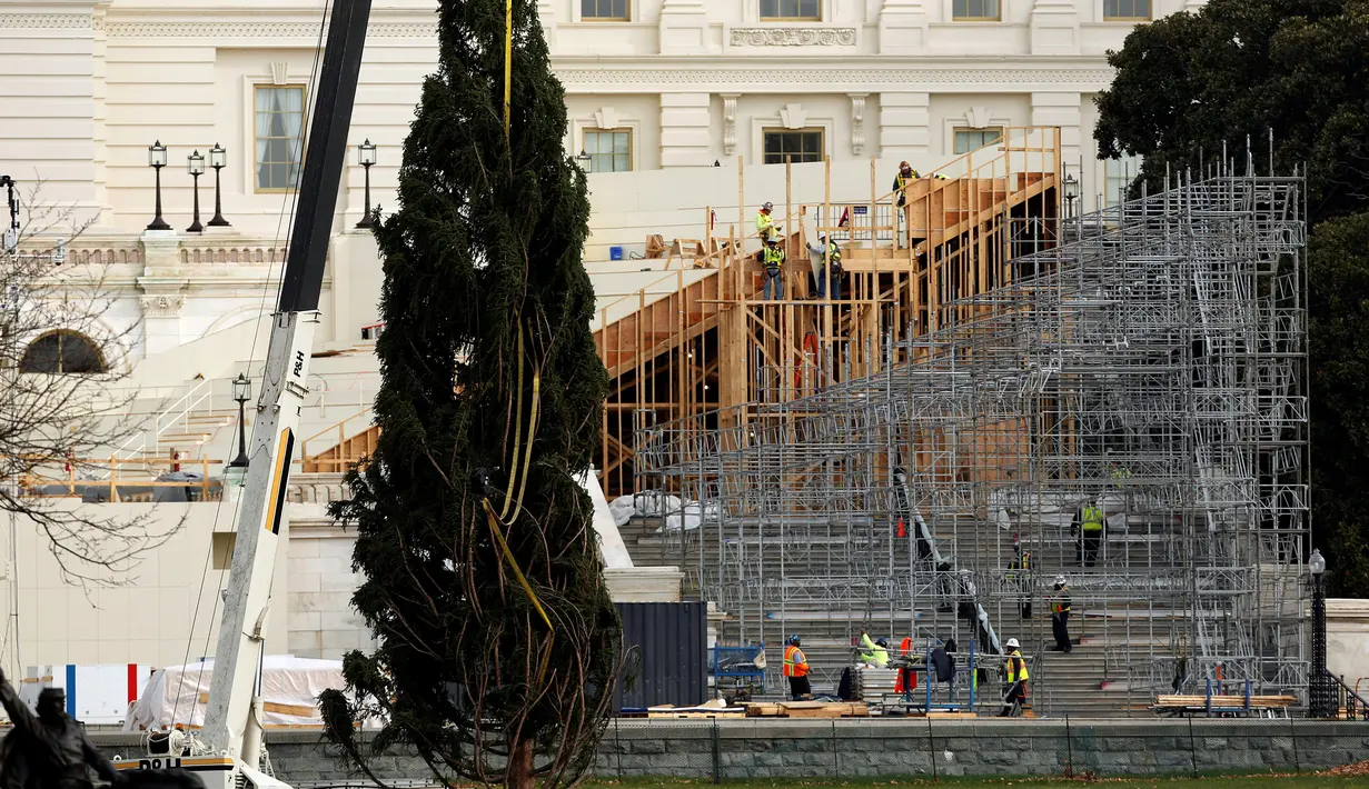 Pohon natal setinggi delapan puluh kaki mulai dipasang menggunakan alat berat di halaman sebelah barat Gedung Capitol US di Washington, AS (28/11). Pemasangan pohon ini dalam rangka persiapan untuk menyambut perayaan Natal. (Reuters/Gary Cameron)