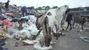 Sejumlah kambing memakan sampah plastik di tempat pembuangan sampah di kawasan Sunter, Jakarta, Rabu (8/5). Sulitnya mencari rumput di Ibukota menyebabkan para peternak terpaksa membiarkan hewan-hewan tersebut mengais makanan tidak pada tempatnya. (Liputan6.com/Immanuel Antonius)