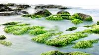Rumput laut bisa digunakan sebagai furnitur rumah