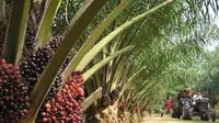 Kontrol Mutu Tandan Buah Sawit, Disbun Kukar Gencar Teritkan STDB