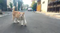 Seekor kucing di Jalan Danau Maninjau Barat Blok 1B, Sawojajar, Kota Malang. Warga di wilayah ini digegerkan dengan 16 ekor kucing mati diduga diracun pada awal Oktober 2024 (Liputan6.com/Zainul Arifin)