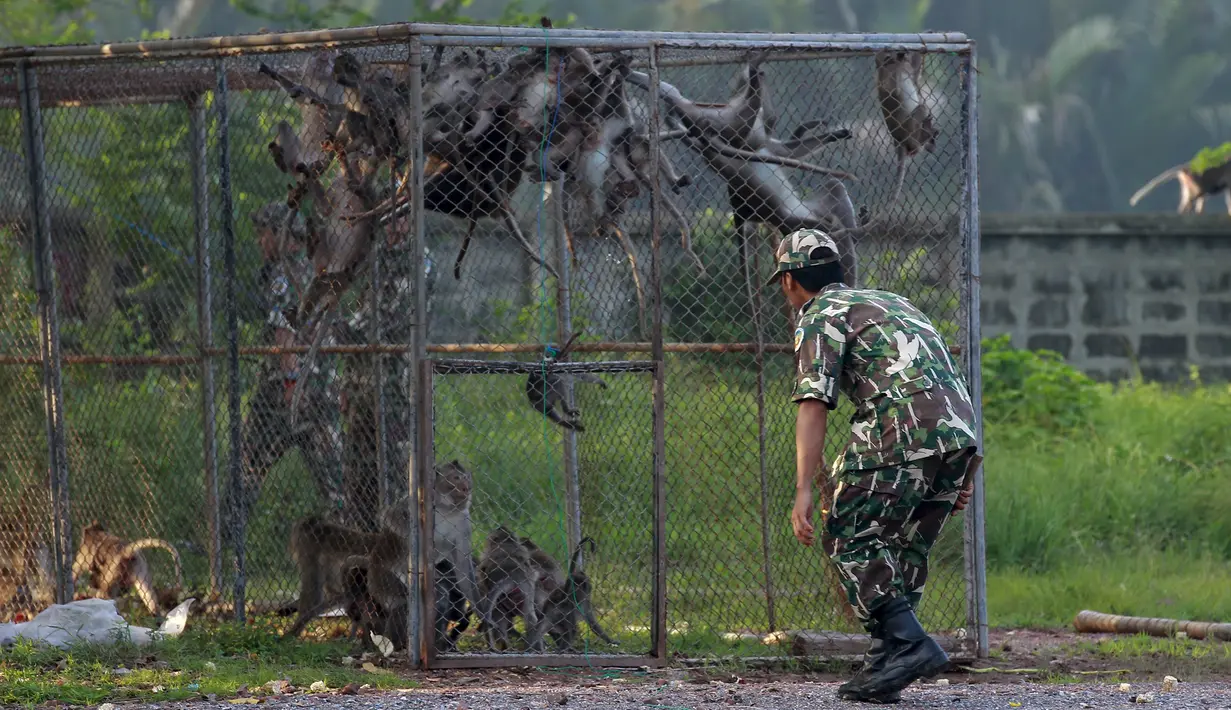 Petugas satwa mendekati kandang monyet ekor panjang di sebuah desa, Bangkok, Thailand, (21/9/2015). Pemerintah Thailand merelokasi kera ekor panjang untuk mengurangi konflik dengan masyarakat setempat. (REUTERS/Chaiwat Subprasom)