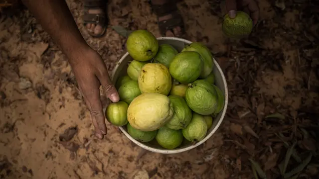 Petani Panen Jambu Biji di Lahan Subur Jalur Gaza Selatan