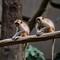 Potensi Penularan Monkey Malaria di Kebun Binatang Rendah, Dokter Ungkap Alasannya. Foto dibuat oleh AI.