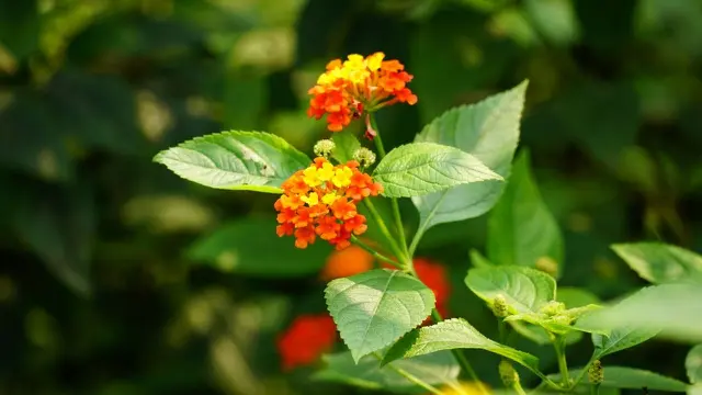 Lantana